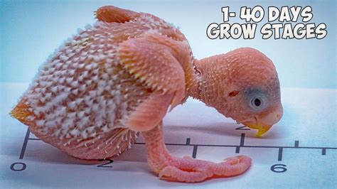 How baby Budgie grows up? From Hatching to Hand Feeding - YouTube