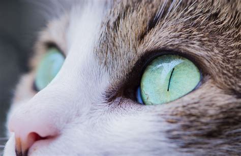 Home Remedies for Cat Eye Problems - PetHelpful