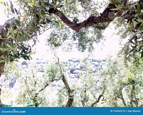 Olive Trees,in the Sorrento Countryside Stock Photo - Image of eukaryotankingdom, 1753nn: 104562276