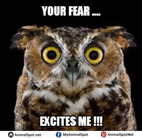 Owl Memes