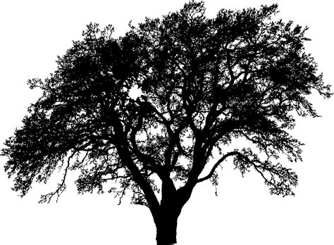 Tree Silhouette - tree vector png download - 2280*1677 - Free Transparent Tree png Download ...