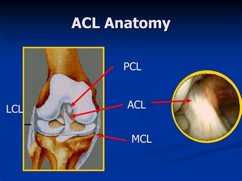 Acl Mcl Anatomy