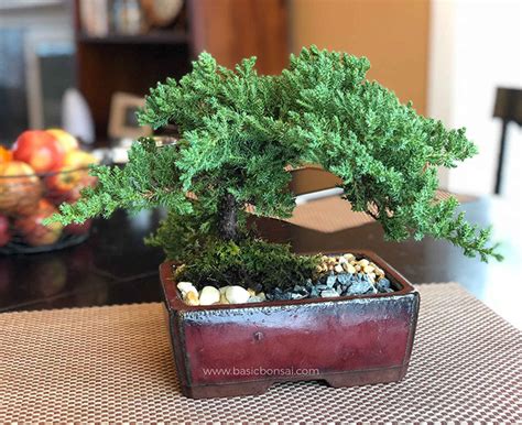 Bonsai Tree Care for Beginners - Basic Bonsai