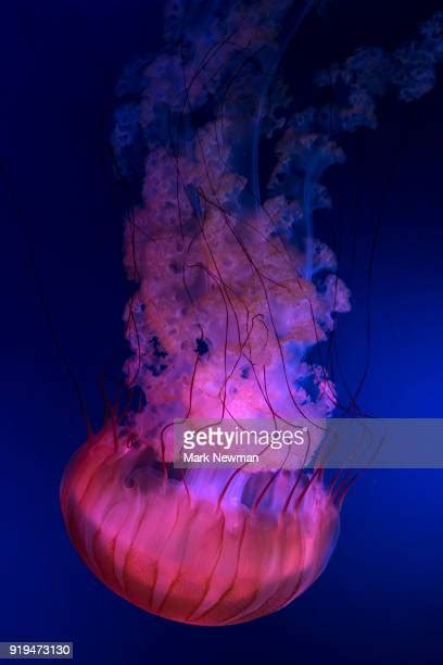 353 Sea Nettle Sting Stock Photos, High-Res Pictures, and Images - Getty Images