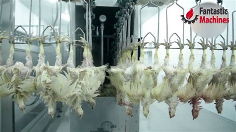 Poultry Processing Bags | IUCN Water