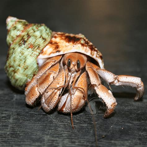 Freshwater Inverts and Hermit Crabs - Aquarium Industries