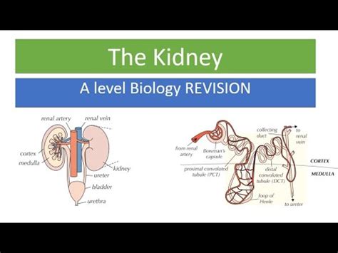 Kidneys & Osmoregulation - YouTube