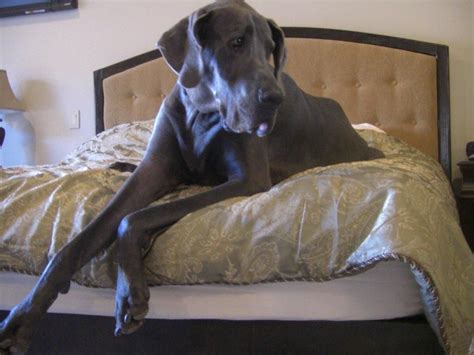 George! World's Largest Dog! | Tallest dog, Great dane, Big dogs