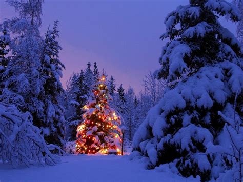 Cozy Winter Scene with a Christmas Tree