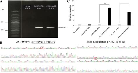 Verification of JAK2 gene mutations and expression in the modified ...