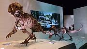 Category:Smilosuchus fossils - Wikimedia Commons