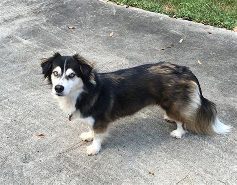 a black and white dog standing on top of a sidewalk