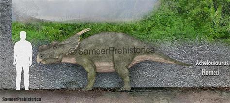 Achelousaurus Size by SameerPrehistorica on DeviantArt