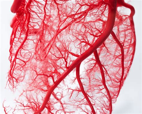 heart blood flow diagram