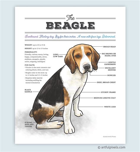 Beagle Weight Chart | ubicaciondepersonas.cdmx.gob.mx