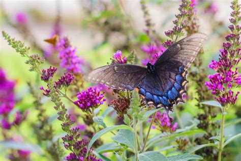 520+ Spice Swallowtail Butterfly Photos Stock Photos, Pictures & Royalty-Free Images - iStock