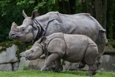 Neushoorn - 13 Weetjes over de dieren met de indrukwekkend hoorns - Dierenfun