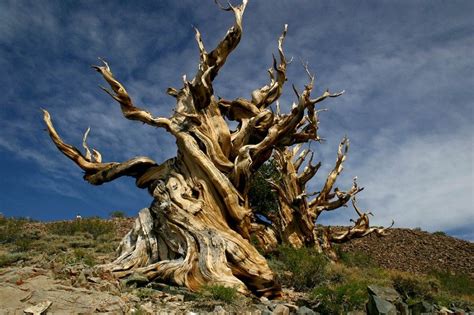 Oldest tree in the world. Methuselah is a 4,853-year-old Great Basin ...