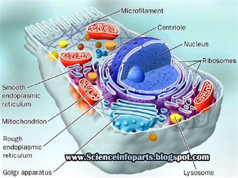 Endoplasmic Reticulum | Science, Biology,Human and Body Parts Best ...