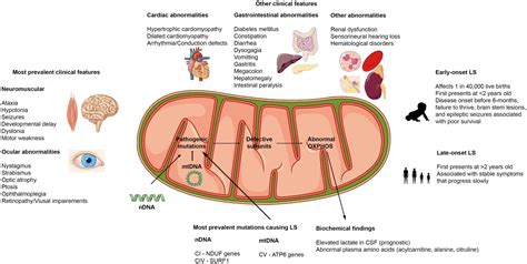 Frontiers | Leigh Syndrome: A Tale of Two Genomes