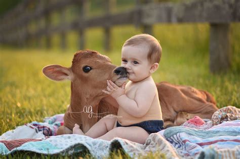 Indian Cow Images For Kids