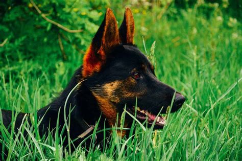 When Will My German Shepherd’s Ears Stand Up? - The German Shepherder