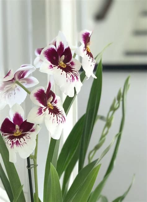 Orchids Types and Tips for Care — My Soulful Home | Types of orchids, Orchids, Indoor orchids