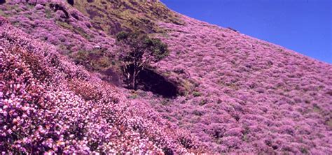 Neelakurinji – the 12 years wonder blooming | A plant from Strobilanthes family