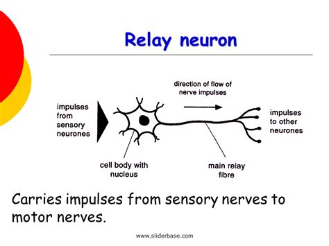 Nervous system - Presentation Health and Disease