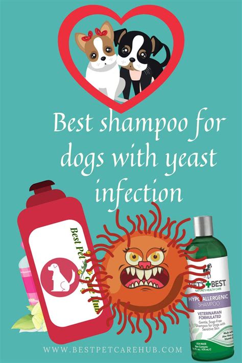 Best shampoo for dogs with yeast infection | Dog shampoo, Best dog ...