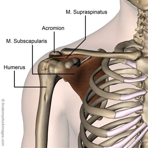 Shoulder Anatomy Supraspinatus