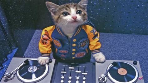 DJ CAT #cute #dj #cats #kitty Funny Cat Photos, Funny Captions, Funny Animal Pictures, Cat Pics ...