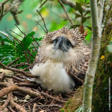 GeoWildlife on Instagram: “Posted @withrepost • @world_wildlife This is the face of the world’s ...