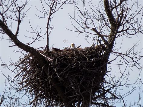 The bald eagle builds the largest nest of any North American bird. The heaviest nest discovered ...