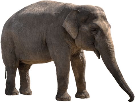 Free Republican Elephant Transparent Background, Download Free Republican Elephant Transparent ...