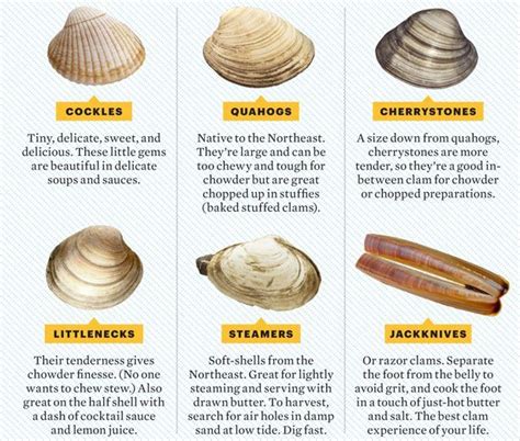 Facts On Clams at Hector Spano blog