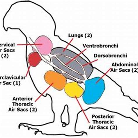 How many air sacs does a parrot have? - DIY Seattle