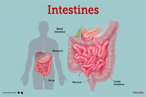 Intestine Diagram Anatomy