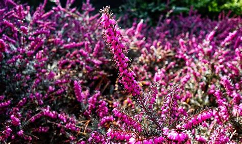 Heather Flower – Meaning, Symbolism and Colors | Flower Meanings