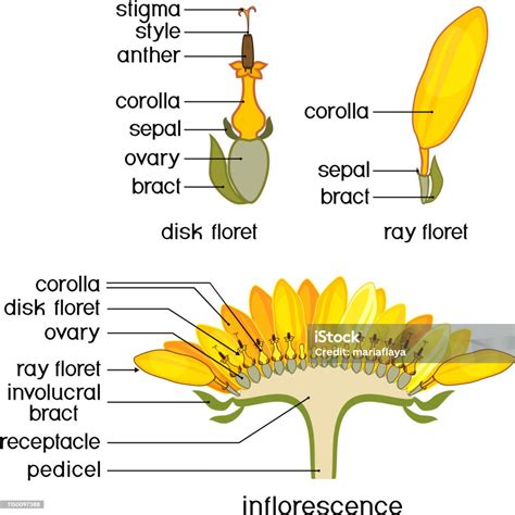 Vetores de Estrutura Da Flor Do Girassol No Secção Transversal Estrutura Do Raio Zigomórfico E ...