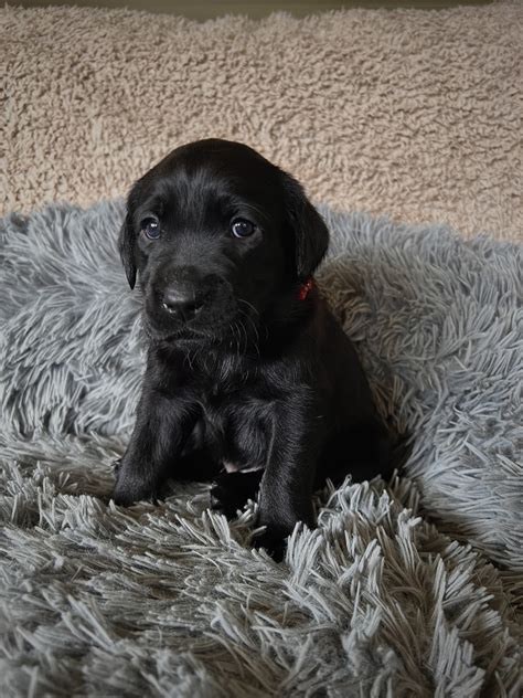 Purebred Labrador - Toowoomba - PetsForHomes