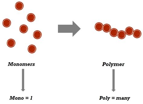 From Monomers to Polymers - Wize University Biology Textbook | Wizeprep