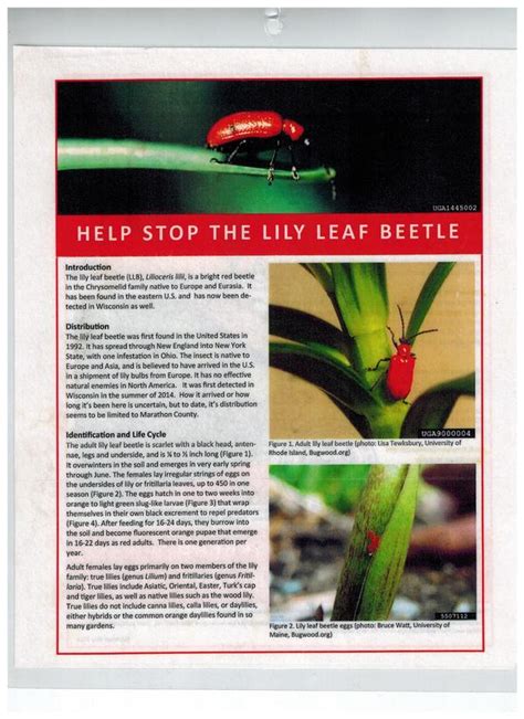 Lily leaf beetles