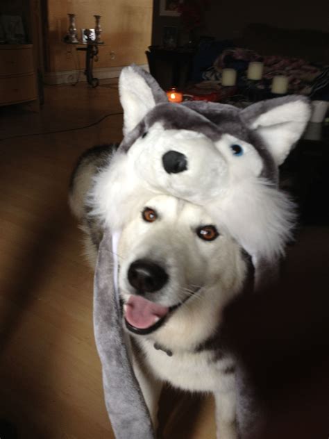 Siberian husky wearing himself - SOOO cute!