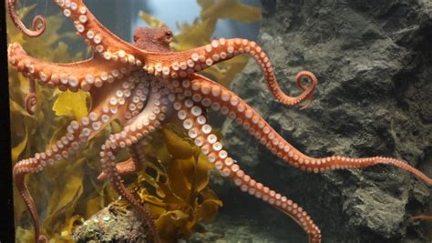 More surprising things about the octopus, our favorite cephalopod