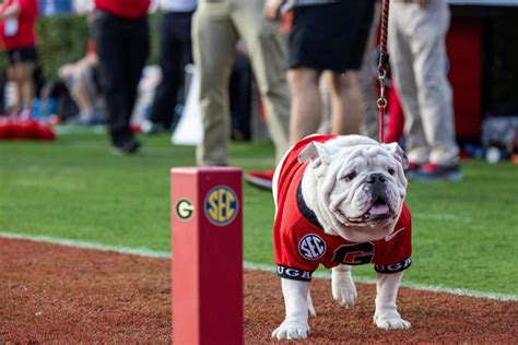 Retired UGA mascot, ‘most decorated’ in school history, dies ...