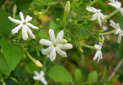 Jasminum officinale 'Argenteovariegatum' - Riverside Garden Centre