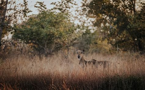 Panna National Park | Panna Tiger Reserve