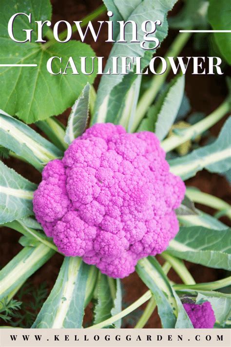 Growing cauliflower planting care tips – Artofit