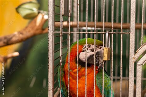 Multi-colored macaw parrot with a huge beak in an iron cage Stock Photo ...